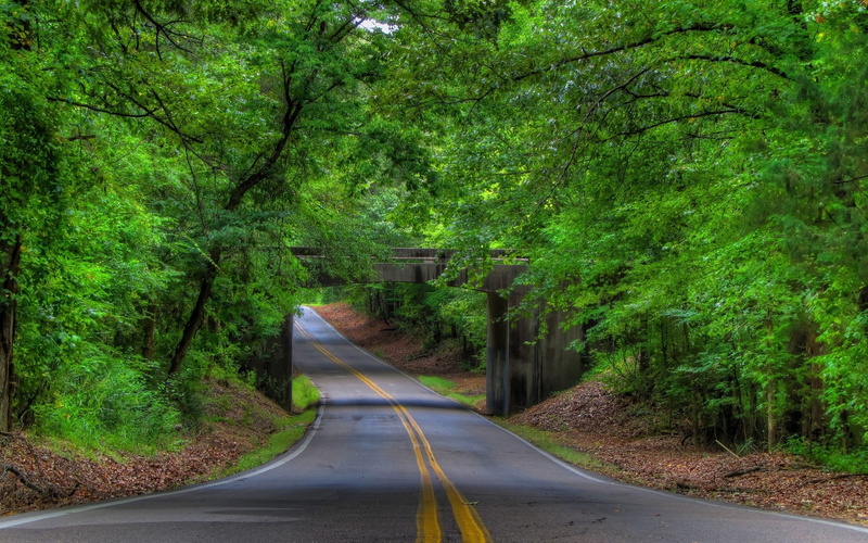 growth, marking, road marking, outdoors, plant, 1080P, the way forward, green color, road, symbol, empty road, sign, transportation, direction, day, double yellow line