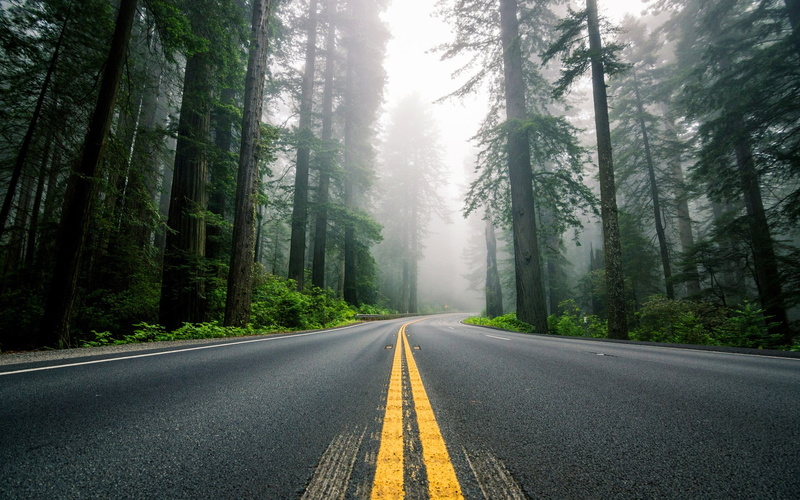 marking, plant, outdoors, road marking, symbol, sign, forest, direction, nature, asphalt, beauty of nature  hd 1920x1200, double yellow line, fog, tranquility