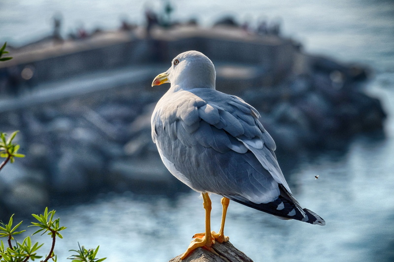 dom, plumage, full length, fly, water bird, animals in the wild, flight, focus on foreground, nature, birds, genoa, animal body part, animal, feather, sky