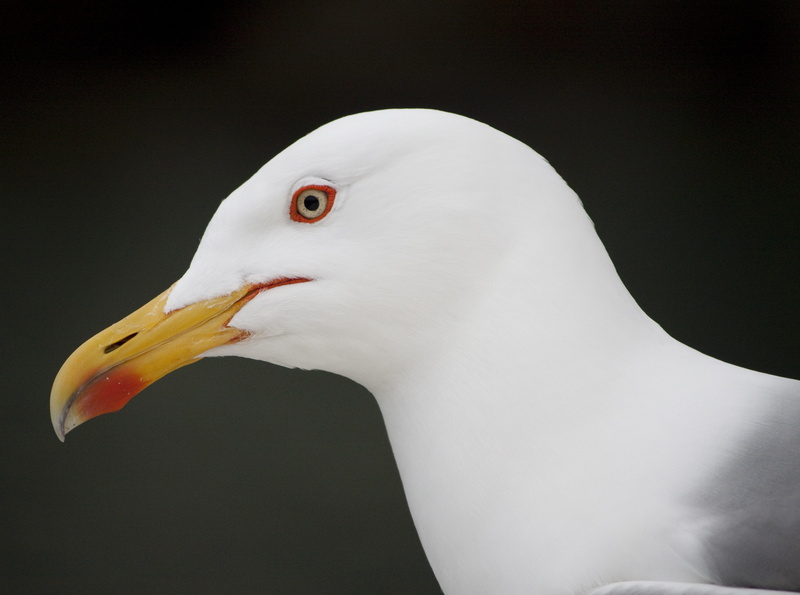 close-up, animal themes, Birds, animal wildlife, Bird, beak, liguria, outdoors, animals in the wild, Italy, nature, no people, animal body part, Animals