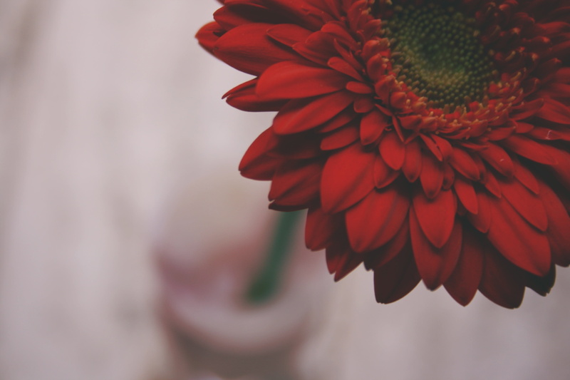 beauty In Nature, abstract, petaled, backgrounds, photo, growth, flower, freshness, close-up, fragility, inflorescence, day, focus on foreground, macro