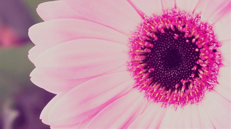 1080P, gerbera, daisy, flower