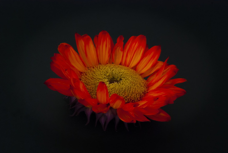 close-up, nature, gerbera daisy, flower, beauty in nature, petal, plant, vulnerability, pollen, no people, 1080P, daisy, growth, red, freshness, flower head