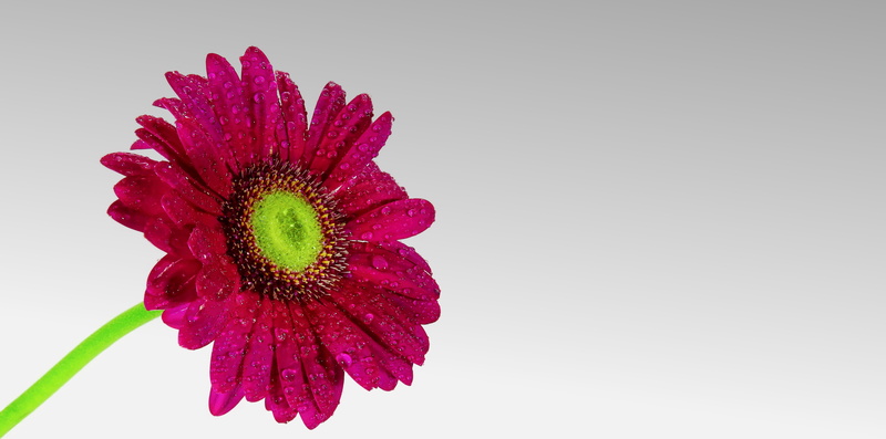 flowers, single Flower, plant, gerbera Daisy, pink Color, inflorescence, studio shot, flower, Daisy, indoors, flowering plant, vulnerability, white background