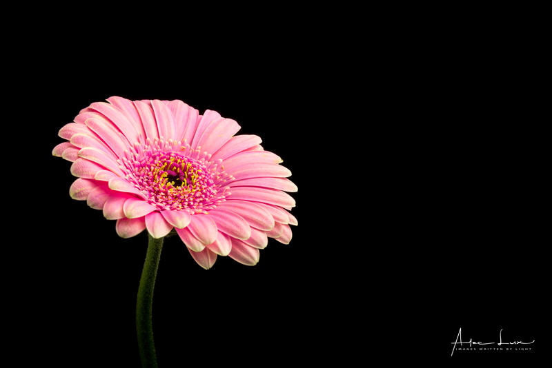4K, Pink Gerbera, 4K