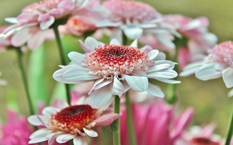 pink, gerbera, 1080P, pink gerbera, daisy, petals