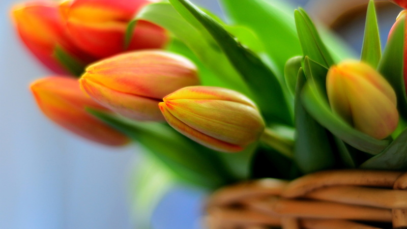 Tulips, 4K, Basket, Orange, Bouquet, Flowers