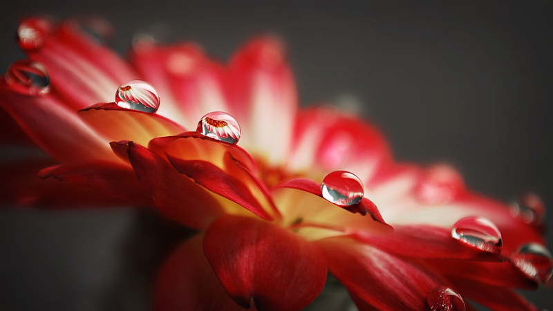 1080P, Petals, Macro, Red, Flower, Water, Droplets