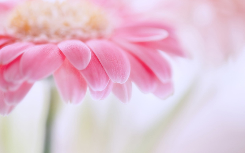 Flower, 1080P, Petals, Gerbera, Macro, Blurring, Focus, Pink, Photography