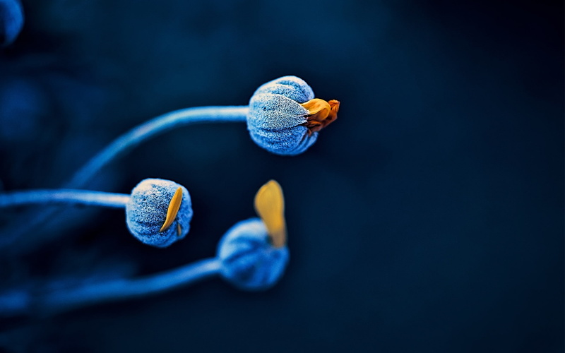 photo, yellow, close, Black, 1080P, Blue, Buds, Flower, Background