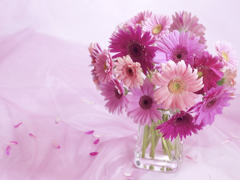 gerbera, daisy, 720P, arrangement