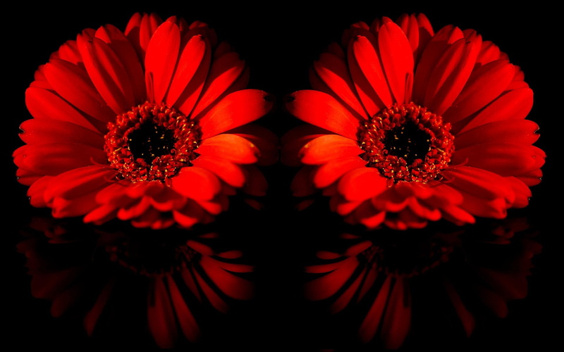blossoms, red, 1080P, flowers, gerbera, nature and landscapes, daisies, reflection