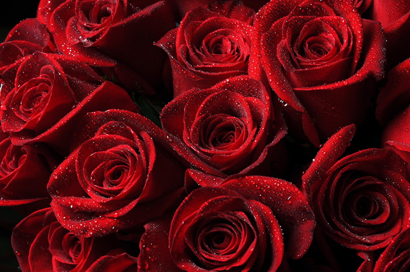 5K, red, roses, petals, drops