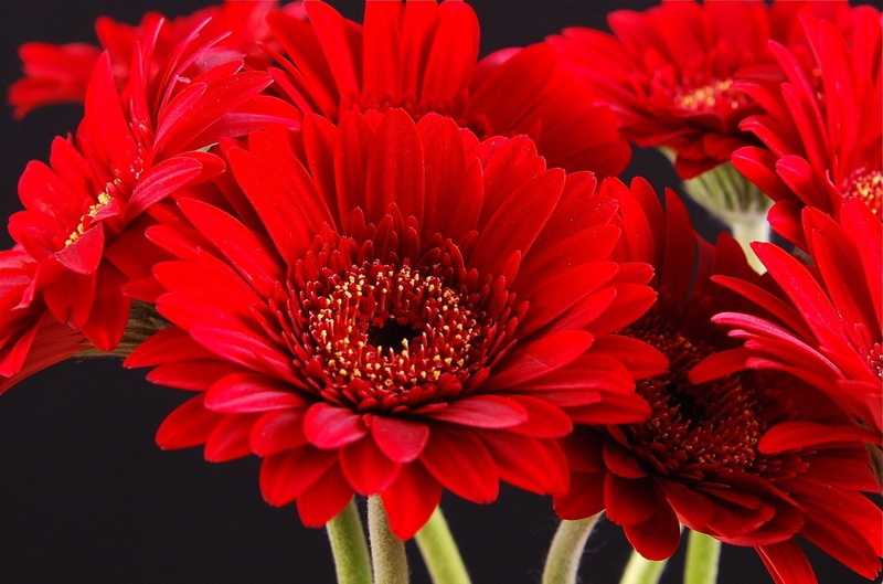 bouquet, daisy, nature, gerbera Daisy, petal, macro, orange Color, bright, multi Colored, fragility, black background, springtime, single Flower, outdoors