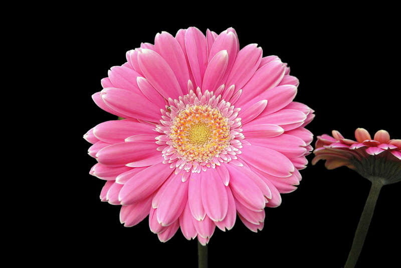 4K, 4K, Gerbera flower, Pink