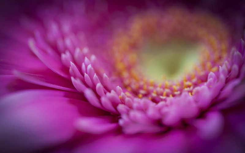 Petals, Gerbera, 1080P, Background, Blurred, Macro, Pink