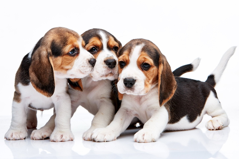 indoors, jack russell terrier, animal, mammal, pets, cute, no people, studio shot, two animals, looking, domestic, Dogs, Beagle, animal family, puppy, 1080P