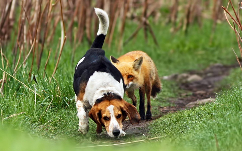cute, playful, dogs, beautiful, animals, lovely, beagle, playful dog, puppy, bubbles, fox, puppies, 1080P, face, sweet