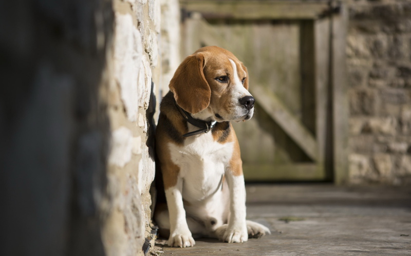 2K, Beagle, dogs, animals