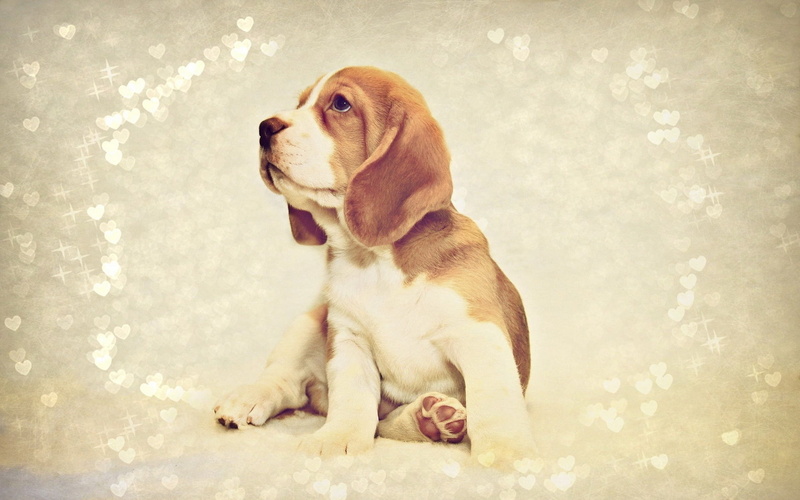 puppy, tan, mammal, one Animal, canine, side view, 1080P, vertebrate, nature, humor, indoors, looking up, coated, small, studio Shot, looking away, friendship