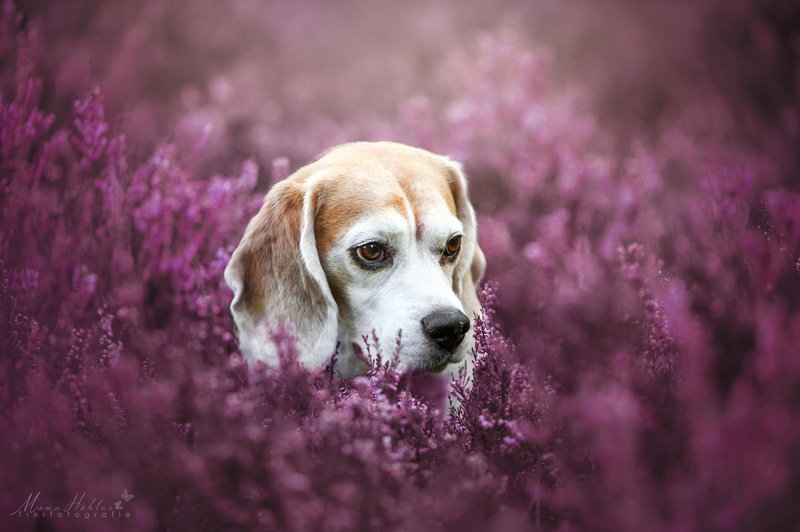 animal body part, flowering plant, purebred dog, one animal, beagle 4k awesome pic, nature, beagle, flower, purple, beauty in nature, domestic animals