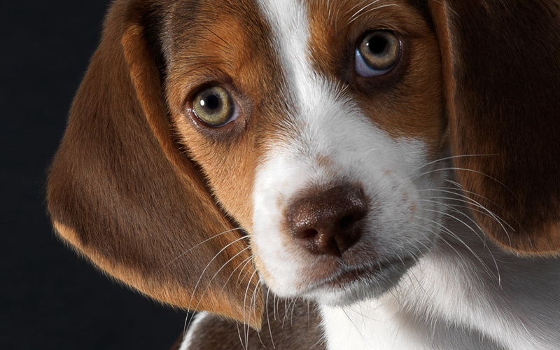 animal body part, border collie, animal Head, nose, animal Nose, beagle, animal mouth, indoors, canine, pets, adult, cute, close-up, one Animal, fur, brown