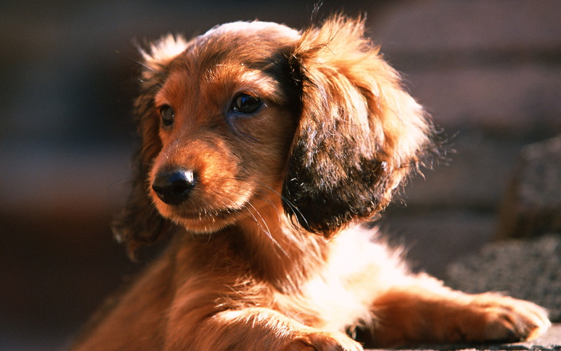 friendship, portrait, brown, 2K, animal Head, one Animal, animal body part, animal themes, mammal, purebred Dog, domestic Animals, cocker Spaniel, looking away