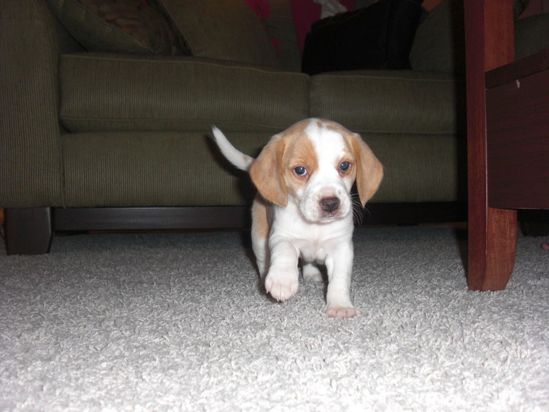 animal, baby, animals, 480P, pet, under, hd, beagle, table, dog, puppy