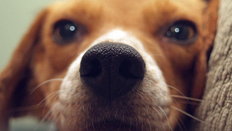 canine, dog, nature, portrait, animal themes, domestic, beagle, animal eye, vertebrate, closeup, looking at camera, animal mouth, purebred dog, animal nose