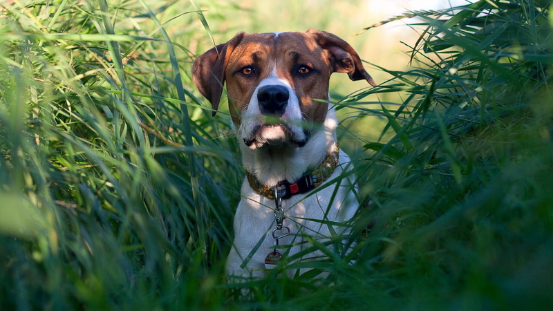 1080P, dog, no people, selective focus, animal, canine, plant, looking, purebred dog, grass, one animal, day, domestic animals, animals, domestic, looking at camera