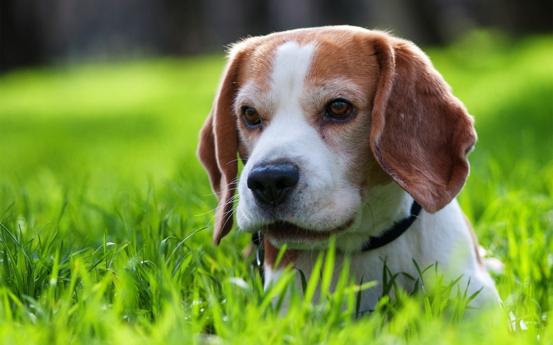 1080P, photography, dog, depth, animals, small, cute, depth of field, field, beagle