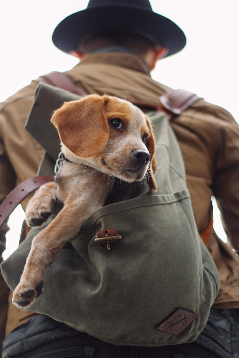 hat, puppy, canine, clothing, 5K, male, sitting, domestic, looking away, looking, one person, white, bag, pet, one animal, dog, vertebrate, focus on foreground