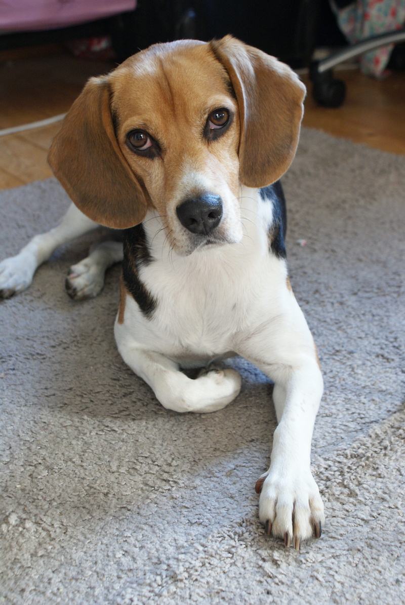 rug, focus on foreground, canine, young animal, vertebrate, beagle, jack russell terrier, animal themes, white, area, domestic animals, domestic, relaxation