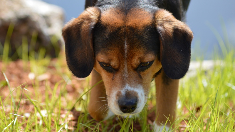 sunlight, looking at camera, puppy beagle dog face image, nature, dog, day, mammal, 8K, canine, portrait, animal, focus on foreground, vertebrate, grass