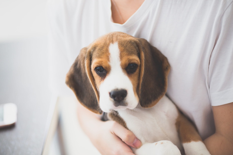 one person, dog, young animal, looking at camera, care, front view, coated, vertebrate, portrait, puppy, 2K, colo, midsection, pets, brown, carrying, short