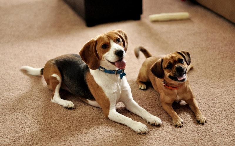 domestic, waiting, portrait, pets, cute, canine, white, dogs, animal themes, beagle, puppies, puggle, young animal, adult, 2K, purebred dog, puppy, mammal