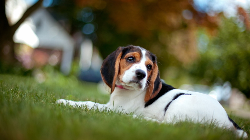 beagle, animals, dog, small, 2K, photography, cute