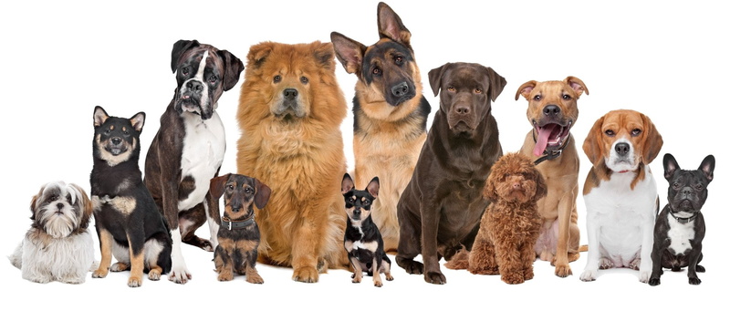 German Shepherd, Labrador, 1080P, Dogs, Dog, Boxer (Dog), Beagle, French Bulldog