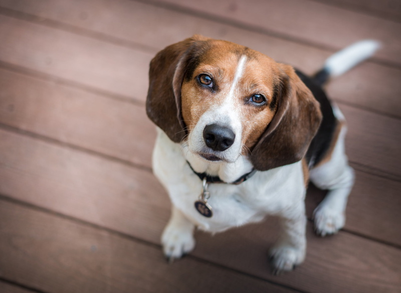 look, 1080P, Beagle, dog
