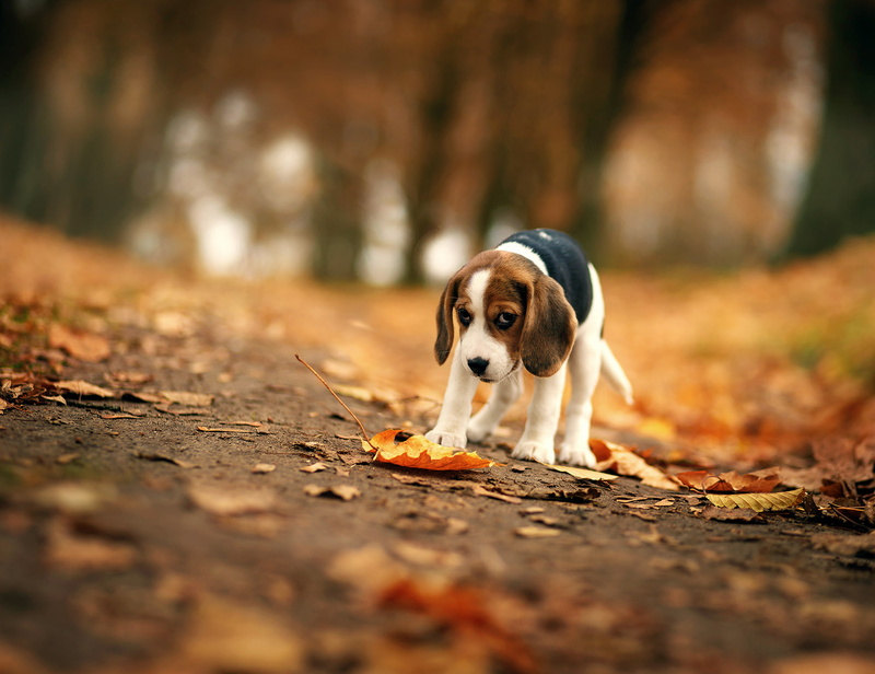 beagle, change, dog, 1080P, domestic, outdoors, autumn, one animal, domestic animals, purebred dog, animal themes, no people, animals, mammal, pets, canine