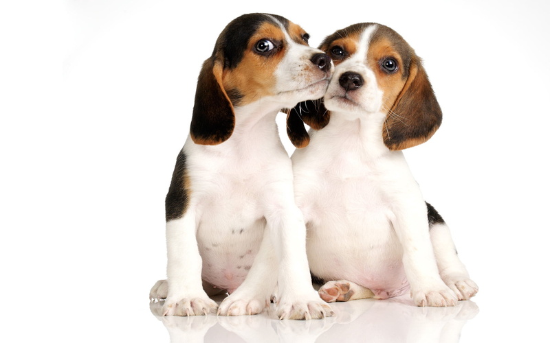 dog, black Color, purebred Dog, obedience, mammal, white Color, one Animal, couple, friendship, animals Hunting, puppy, jack russell terrier, domestic