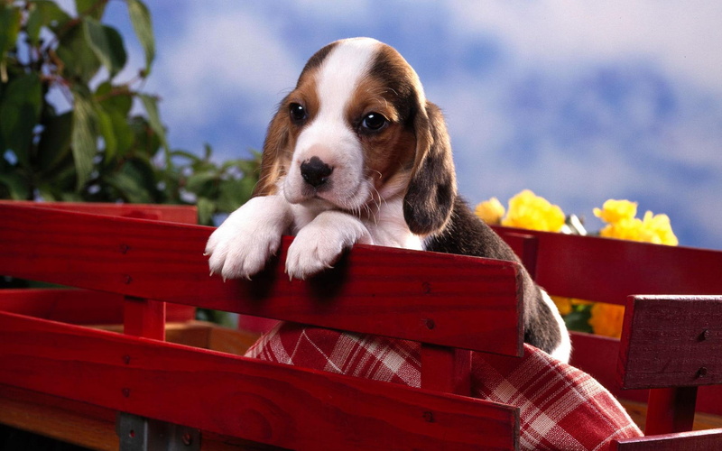 puppy, cute animals, 1080P, beagle