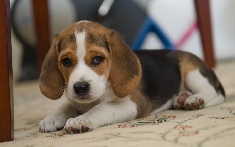 look, 2K, dog, Beagle, each