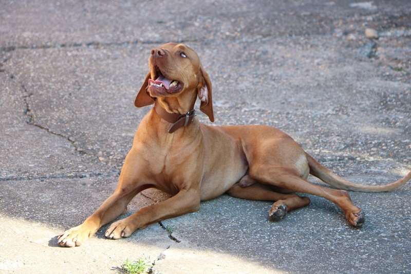 full length, mouth open, animal mouth, yawning, day, 5K, canine, looking away, Dog, Beagle, Hungarian Vizsla, no people, hungarian hound, mouth, looking
