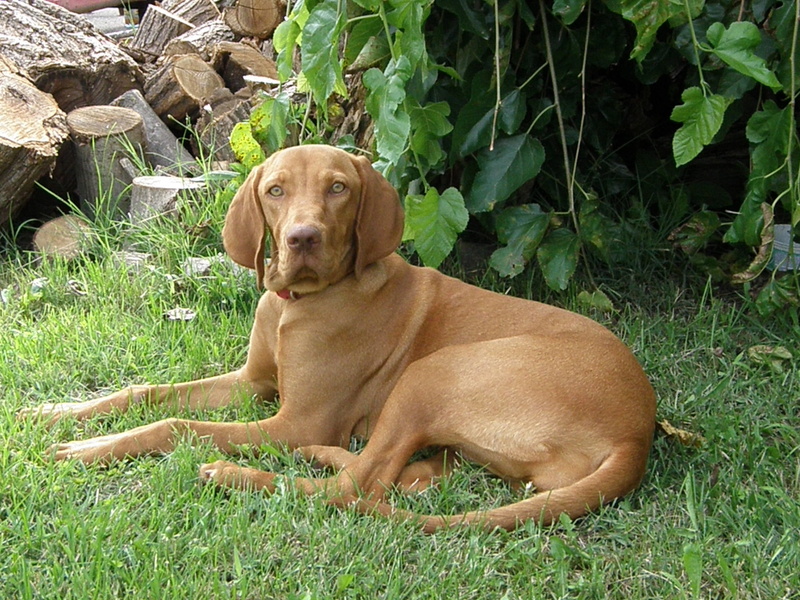 2K, weimaraner, day, no people, plant, animal themes, sitting, pets, one animal, hungarian hound, nature, mammal, domestic, green color, field, beagle