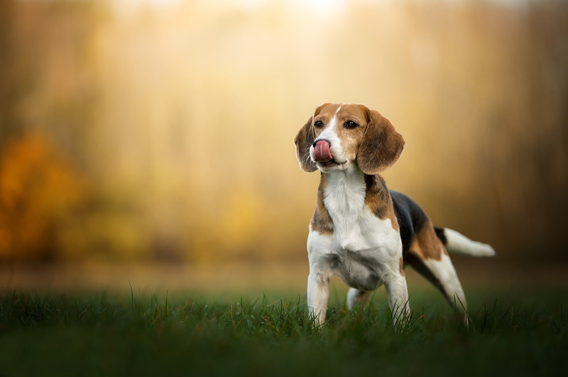Beagle, 1080P, bokeh, grass, dog, puppy