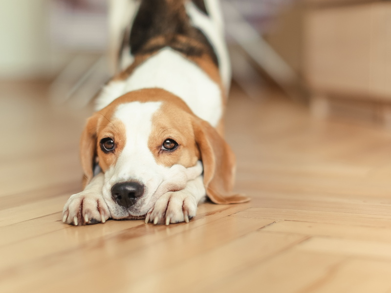 4K, beagle
