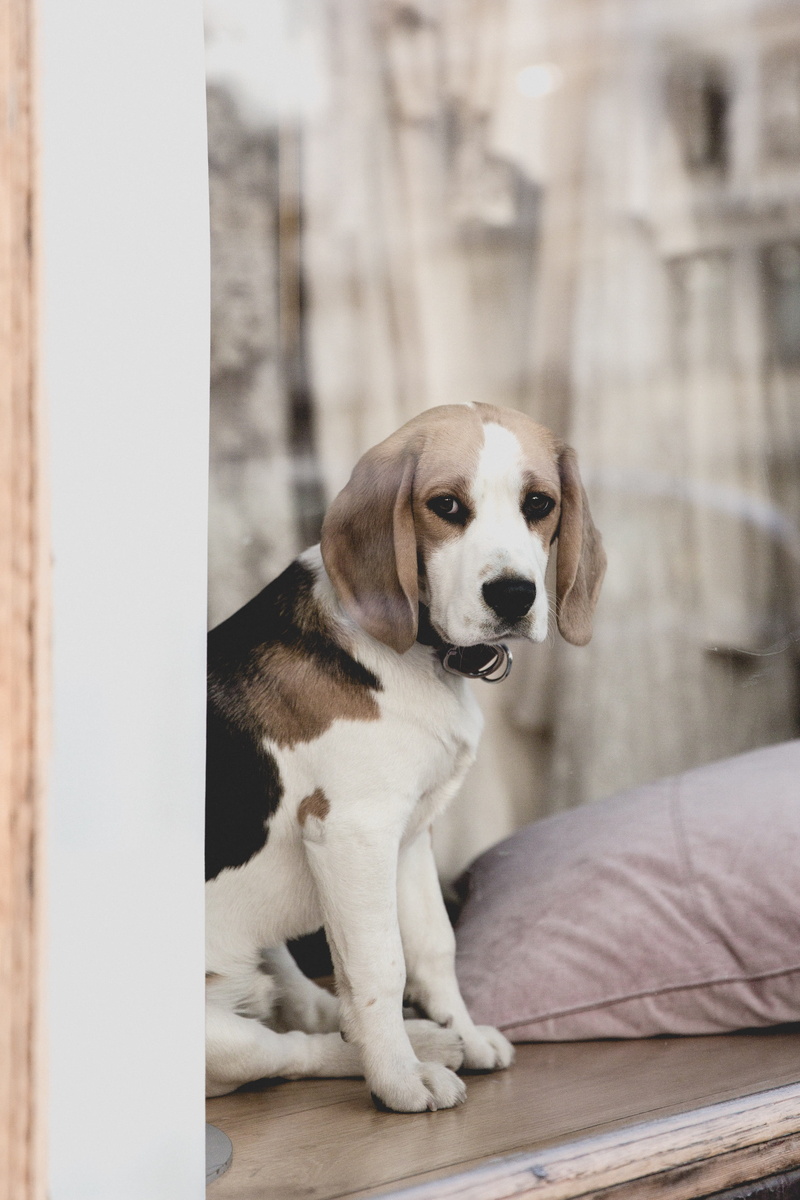 tri, surface, domestic animals, adult, friend, cushion, sitting, pets, beagle, looking away, pet, animal, day, dog, wait, ear, no people, vertebrate, stockholm