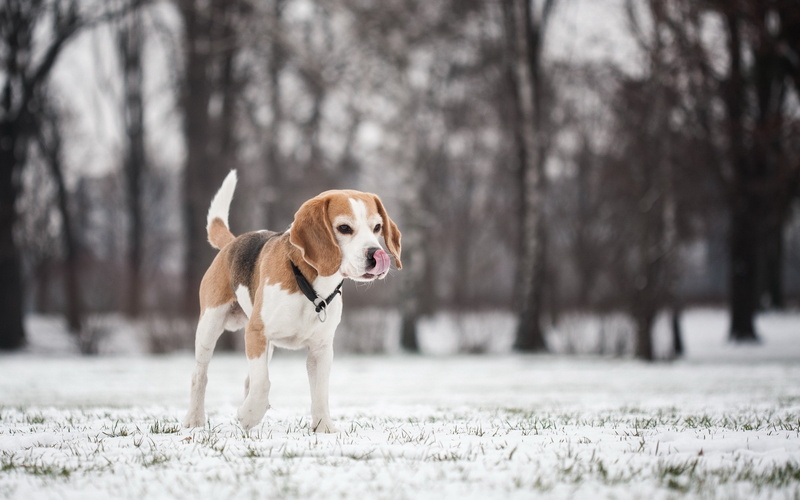 animals, winter, animal, dogs, running, pets, animal themes, no people, vertebrate, mammal, plant, day, snow, domestic animals, purebred dog, canine, domestic