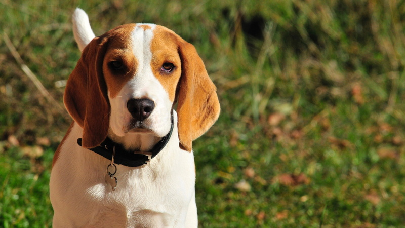 loving, purebred dog, grass, puppy, friend, no people, dog, animal, vertebrate, beagle, 2K, portrait, pets, animal head, plant, mammals, domestic, canine